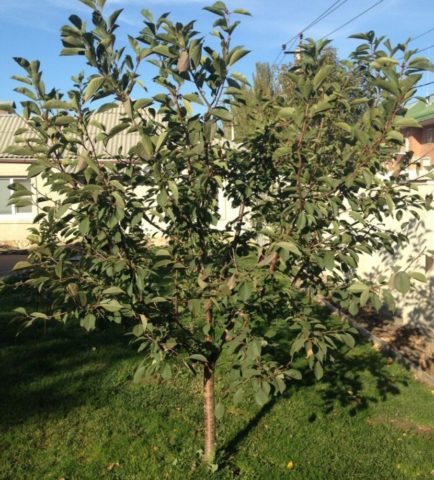 Cherry Nord Star (Nordstar) Star of the North: characteristics and description of the variety, pollinators