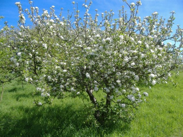 Cherry Nord Star (Nordstar) Star of the North: characteristics and description of the variety, pollinators