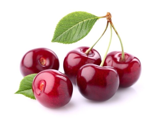 Cherry Nord Star (Nordstar) Star of the North: characteristics and description of the variety, pollinators