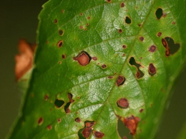 Cherry Nord Star (Nordstar) Star of the North: characteristics and description of the variety, pollinators