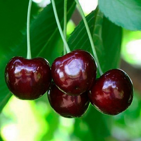 Cherry Odrinka