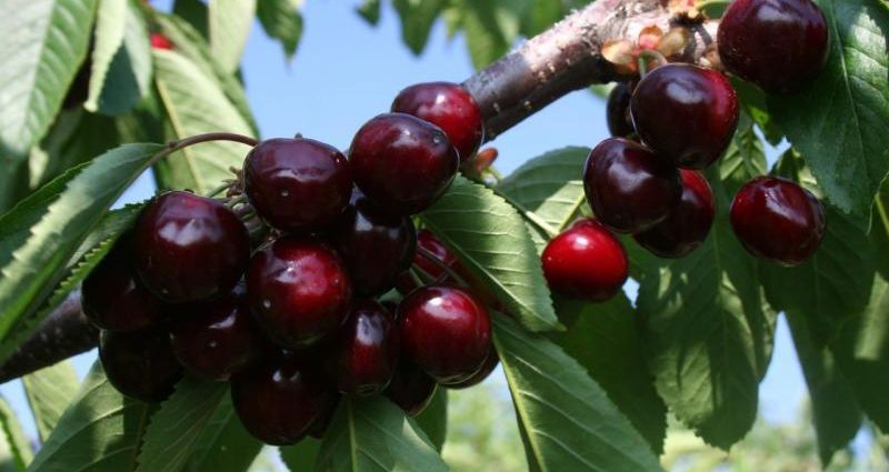 Cherry Odrinka