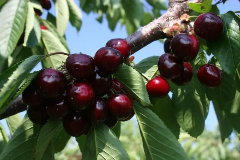 Cherry Odrinka