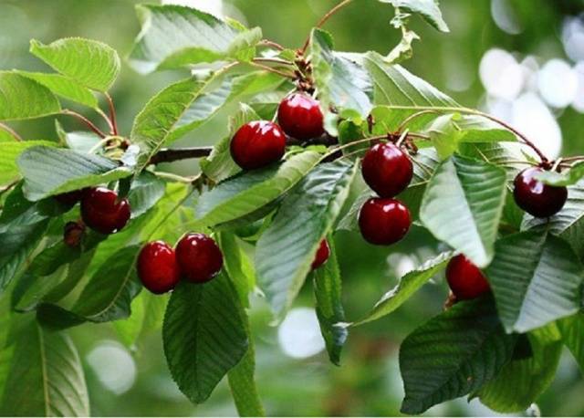 Cherry of Radonezh (Radonezh)