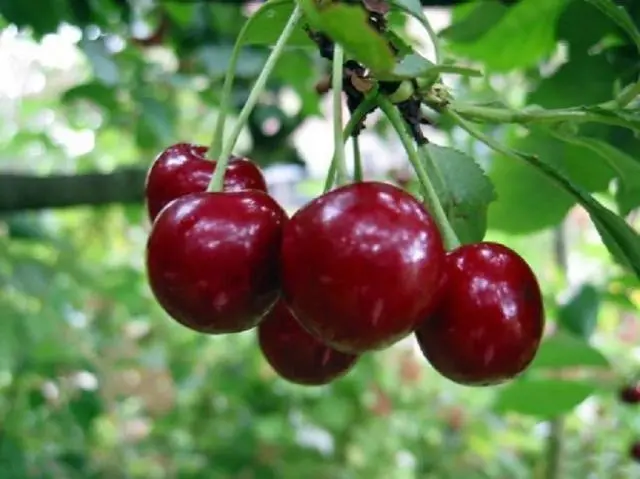 Cherry of Radonezh (Radonezh)