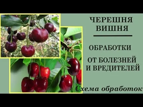 Cherry of Radonezh (Radonezh)