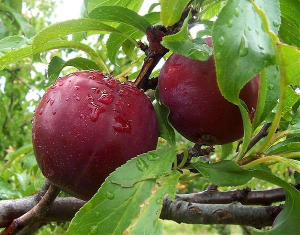 Cherry plum Cleopatra: description and characteristics of the variety