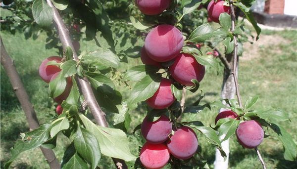 Cherry plum Cleopatra: description and characteristics of the variety