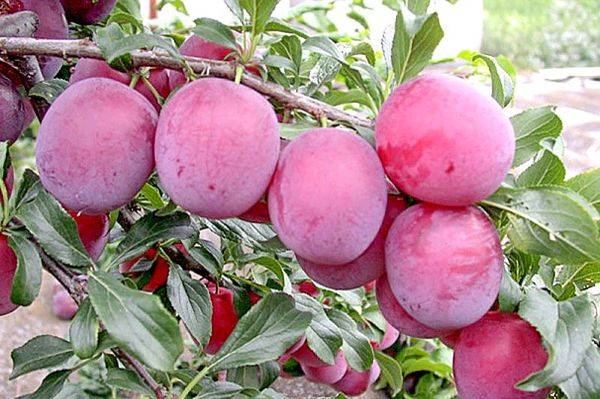 Cherry plum Cleopatra: description and characteristics of the variety