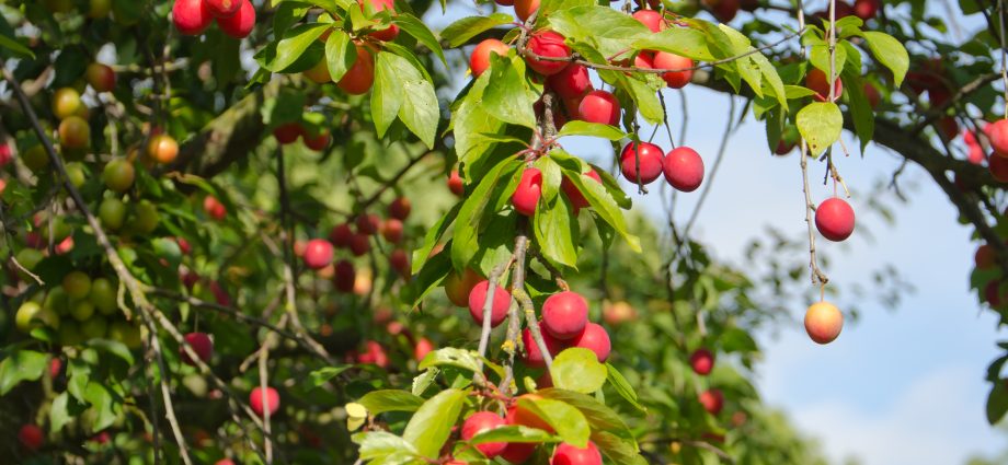 Cherry plum Cleopatra: description and characteristics of the variety