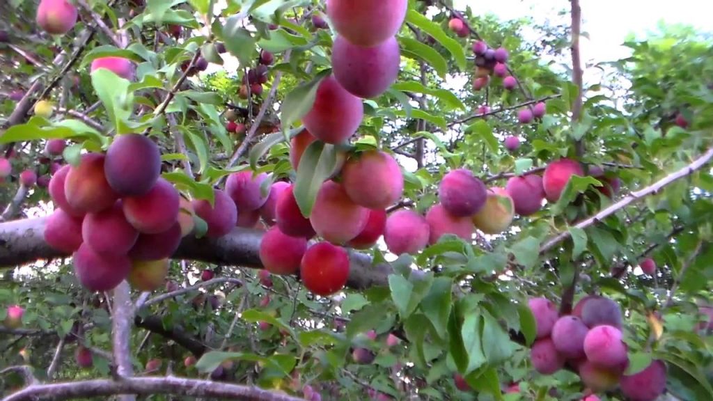 Cherry plum Comet: description of the hybrid Kuban variety