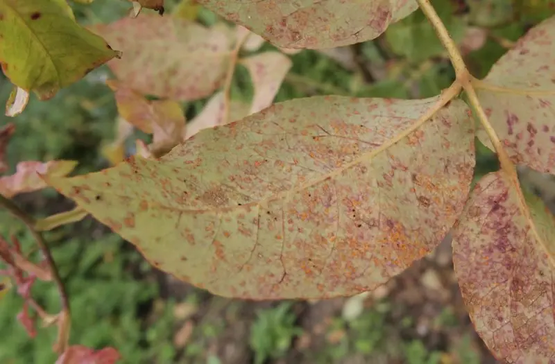 Cherry plum Comet: description of the hybrid Kuban variety