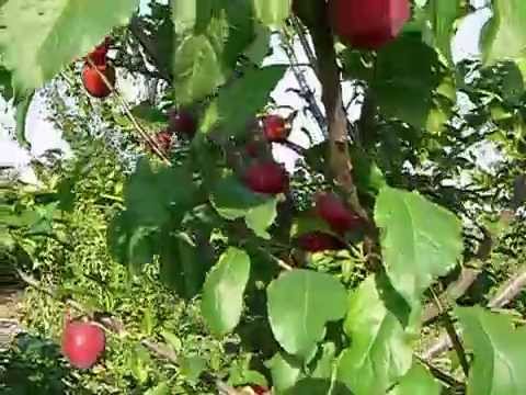 Cherry plum Comet: description of the hybrid Kuban variety