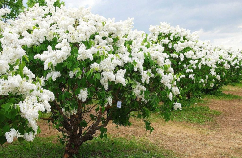 Cherry plum Comet: description of the hybrid Kuban variety