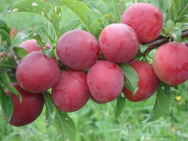 Cherry plum Comet: description of the hybrid Kuban variety