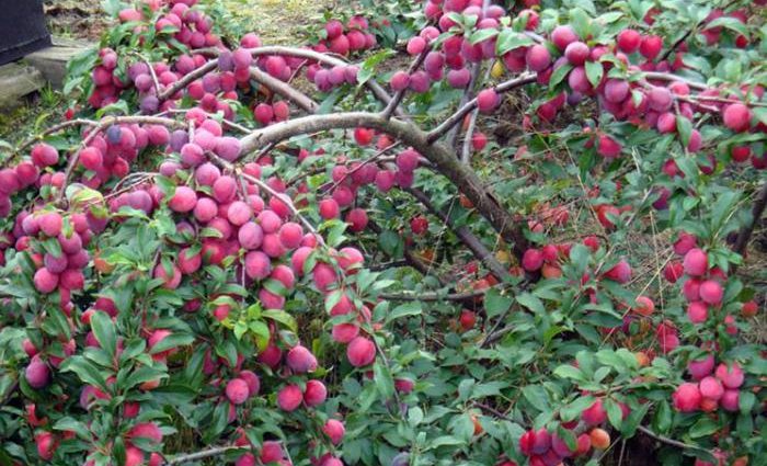 Cherry plum Comet: description of the hybrid Kuban variety