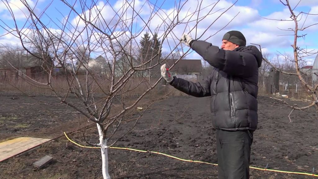 Cherry plum Comet: description of the hybrid Kuban variety