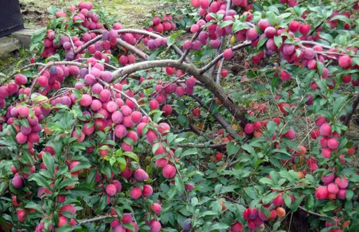 Cherry plum Comet: description of the hybrid Kuban variety