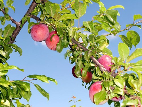 Cherry plum Comet early (July Rose): description of the hybrid variety, photo