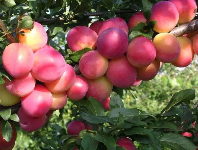 Cherry plum Comet early (July Rose): description of the hybrid variety, photo