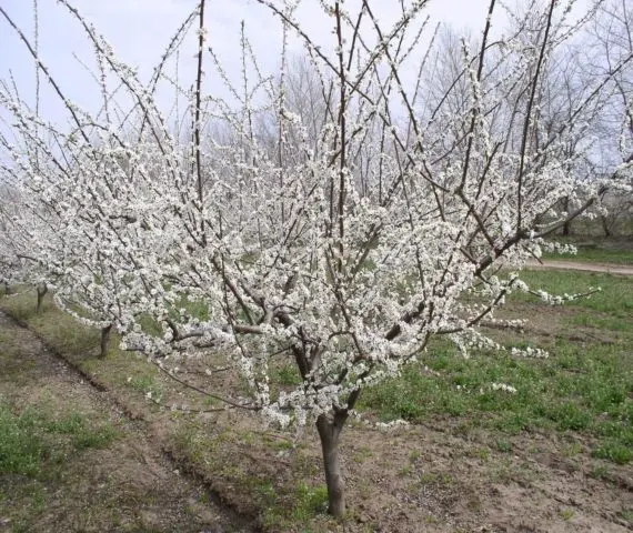 Cherry plum Comet early (July Rose): description of the hybrid variety, photo