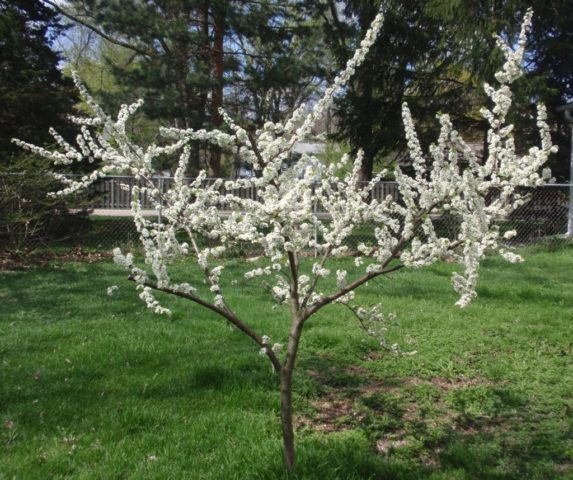 Cherry plum Comet early (July Rose): description of the hybrid variety, photo