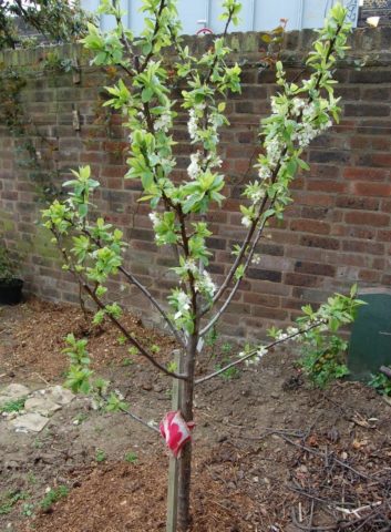 Cherry plum Comet early (July Rose): description of the hybrid variety, photo