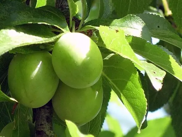 Cherry plum Comet early (July Rose): description of the hybrid variety, photo