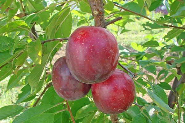 Cherry plum Comet early (July Rose): description of the hybrid variety, photo