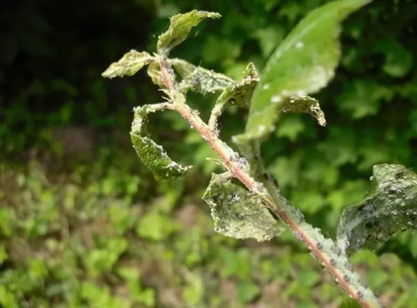 Cherry plum Comet early (July Rose): description of the hybrid variety, photo