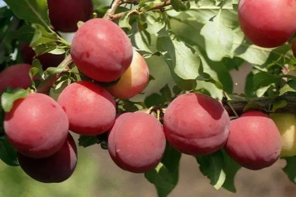 Cherry plum Comet early (July Rose): description of the hybrid variety, photo