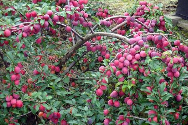 Cherry plum Comet early (July Rose): description of the hybrid variety, photo