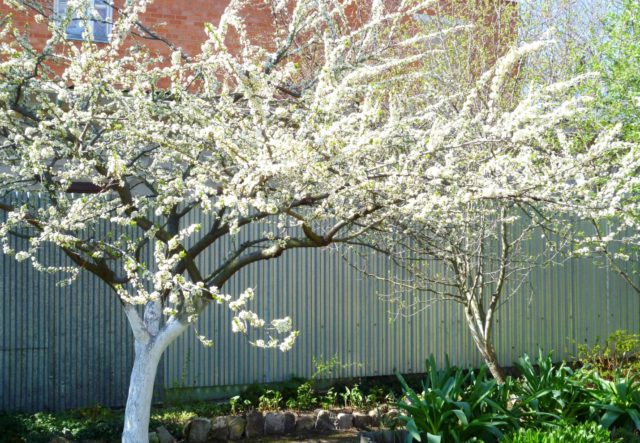 Cherry plum Comet early (July Rose): description of the hybrid variety, photo