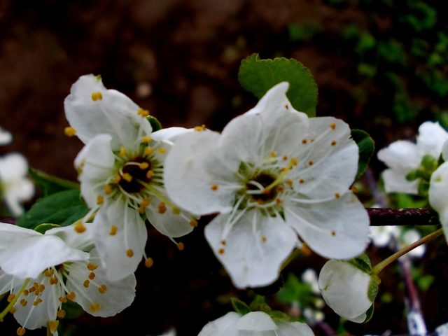 Cherry plum Comet early (July Rose): description of the hybrid variety, photo