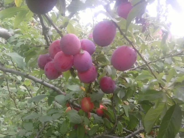 Cherry plum Comet early (July Rose): description of the hybrid variety, photo