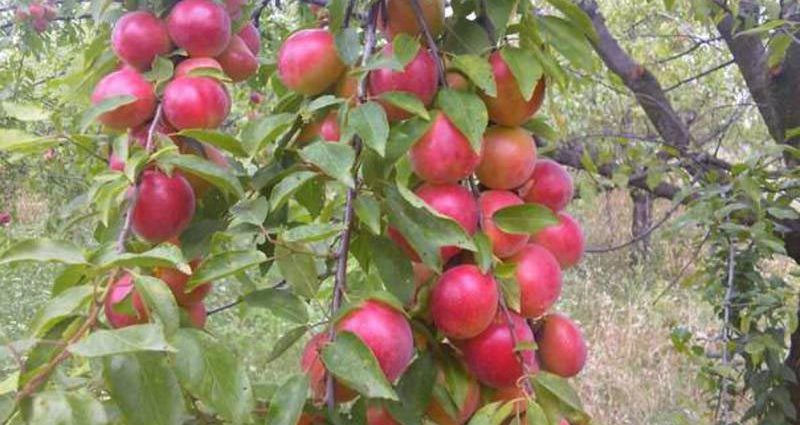 Cherry plum for the Moscow region: the best varieties and their description