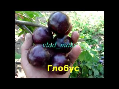 Cherry plum for the Moscow region: the best varieties and their description