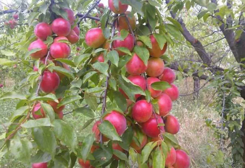 Cherry plum for the Moscow region: the best varieties and their description