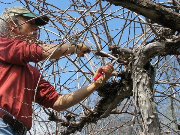 Cherry plum in the garden: growing in different ways, pruning and tree care