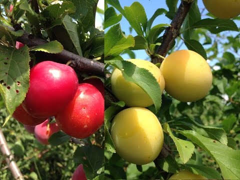 Cherry plum in the garden: growing in different ways, pruning and tree care