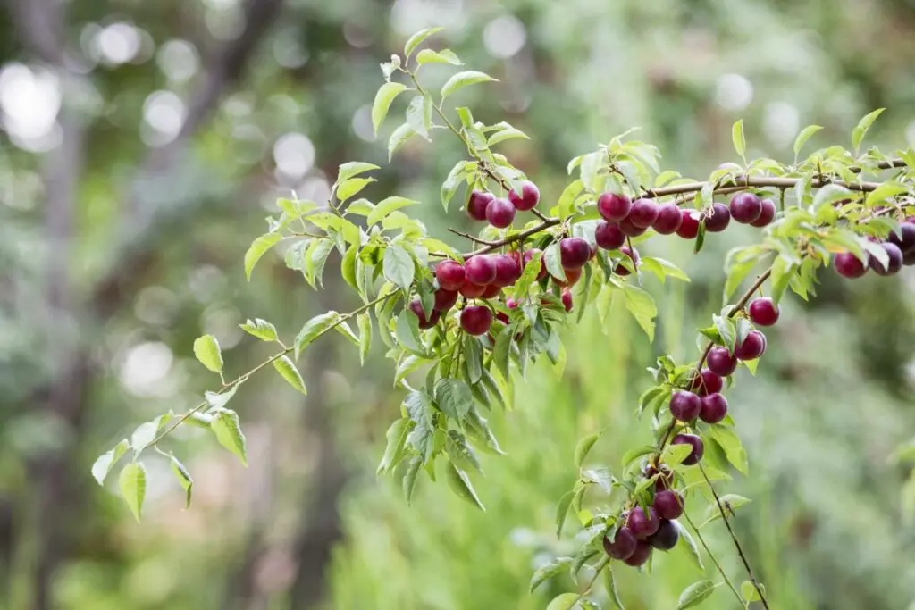 Cherry plum Mara: yield, characteristics and description of the variety