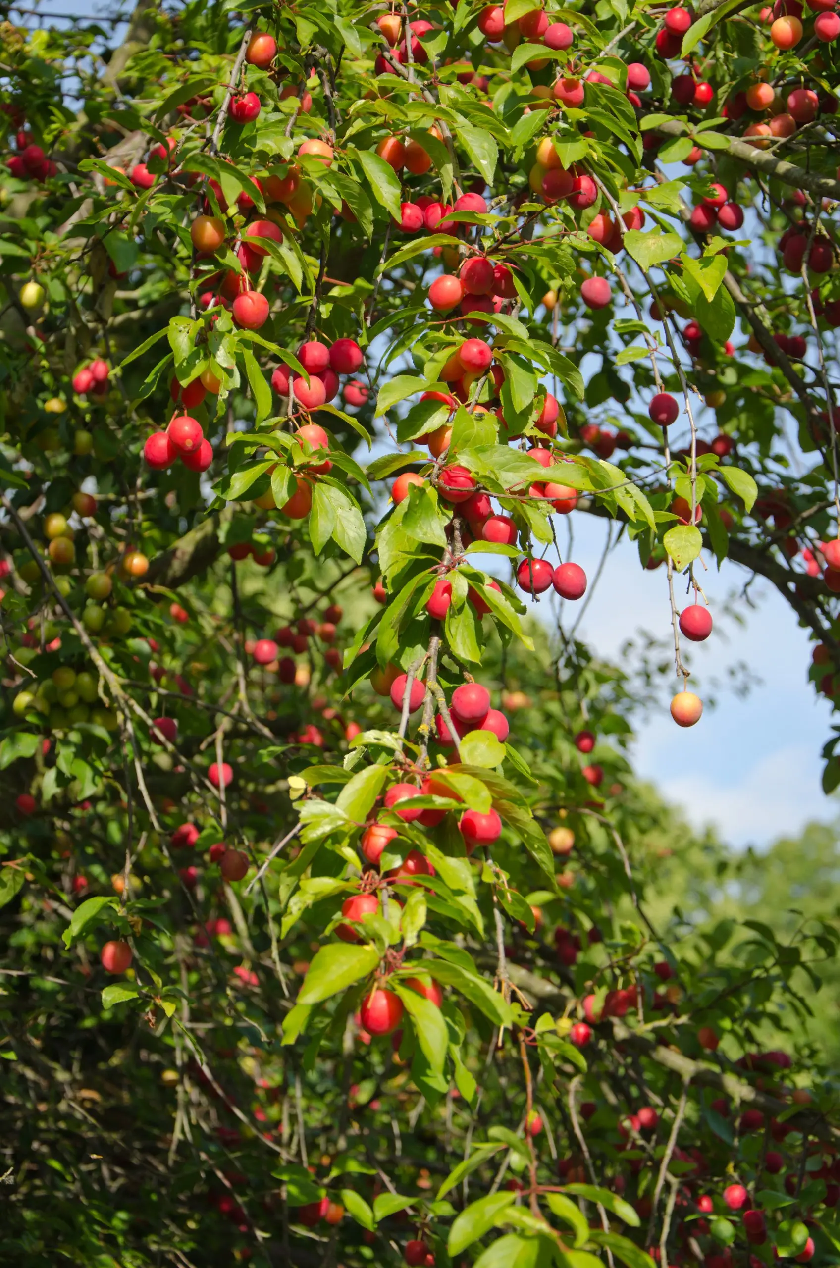 Cherry plum (plum) Royal