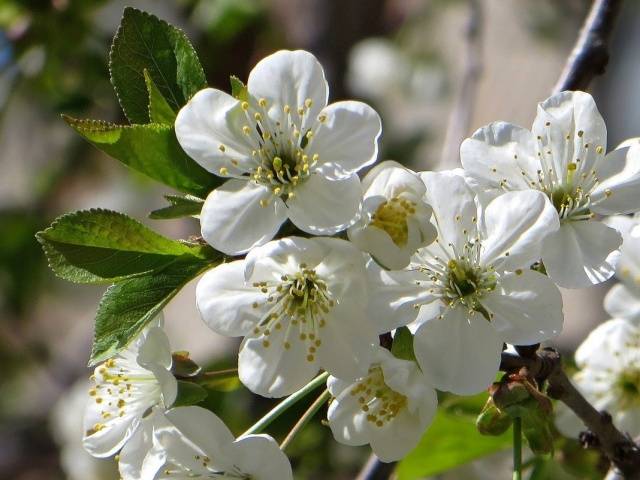 Cherry plum (plum) Traveler