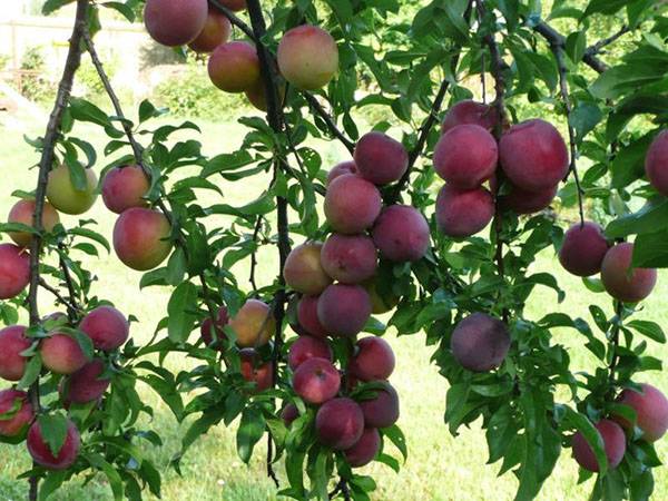 Cherry plum (plum) Traveler