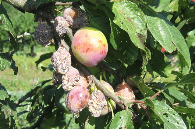 Cherry plum (plum) Traveler