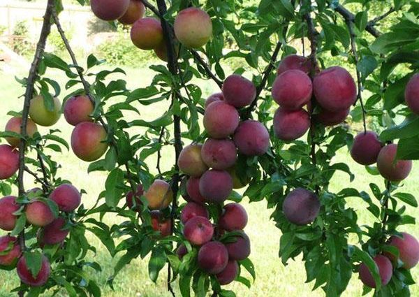 Cherry plum (plum) Traveler