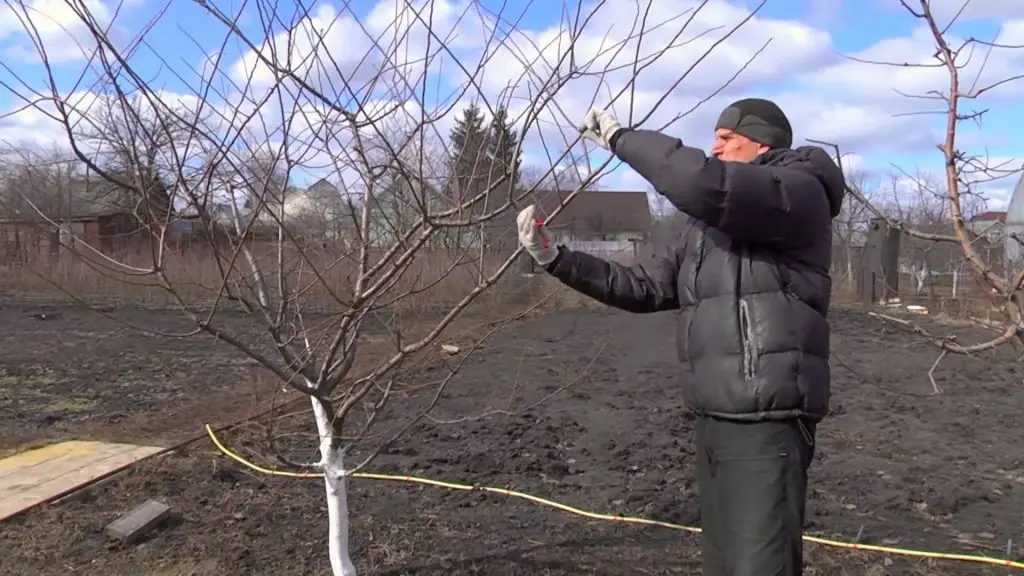 Cherry plum pruning in autumn and spring, crown formation