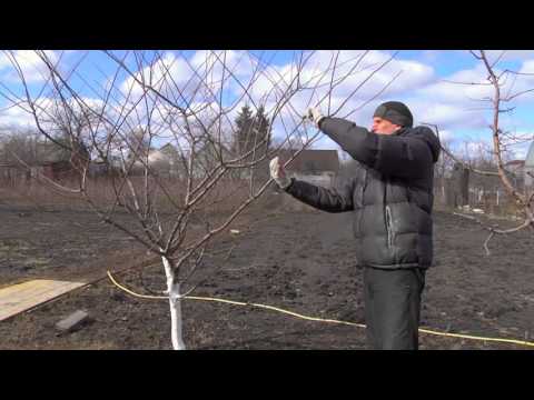 Cherry plum pruning in autumn and spring, crown formation