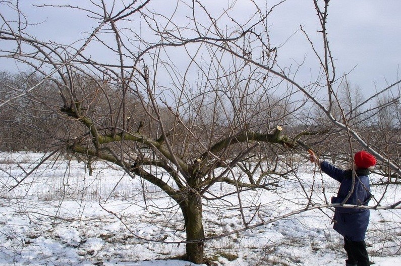 Cherry plum pruning in autumn and spring, crown formation