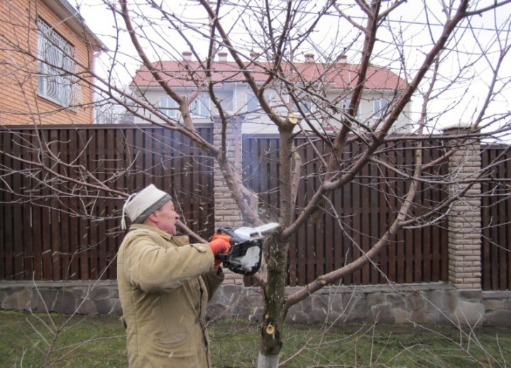 Cherry plum pruning in autumn and spring, crown formation